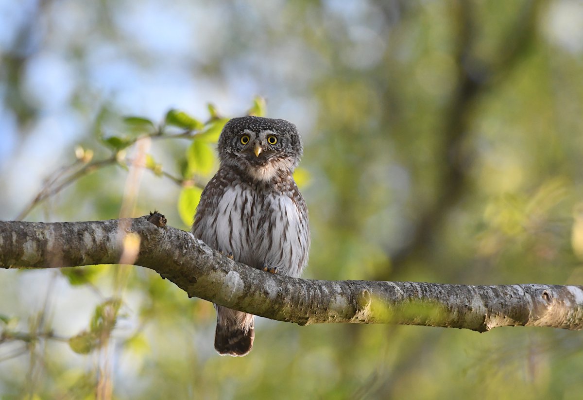 TarvoValker's tweet photo. Cracking Day 2 leading the @naturetrektours Spring in Estonia birding tour. A flock of 16.000 LT Ducks on the sea, Lesser and white-backed woodpeckers, Attenborough moment then juv Goshawk attacked the Tawny at front of us and finished the day with killer views of the Pygmy Owl. https://t.co/EEoEVVH5iJ
