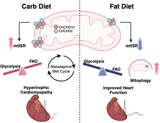 #HighFatDiet ameliorates mitochondrial #cardiomyopathy in #CHCHD10 mutant mice. By N. Southwell, H. Kawamata & colleagues @WeillCornell ➡️doi.org/10.1038/s44321… Read also related News & Views by H.P. Lin & D. Narendra @NIH_NINDS ➡️doi.org/10.1038/s44321…