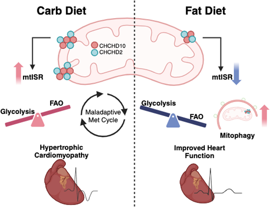 #HighFatDiet ameliorates mitochondrial #cardiomyopathy in #CHCHD10 mutant mice.

By N. Southwell, H. Kawamata &amp; colleagues <a href="/WeillCornell/">Weill Cornell Medicine</a>

➡️doi.org/10.1038/s44321…

Read also related News &amp; Views by H.P. Lin &amp; D. Narendra <a href="/NIH_NINDS/">NINDS</a>

➡️doi.org/10.1038/s44321…
