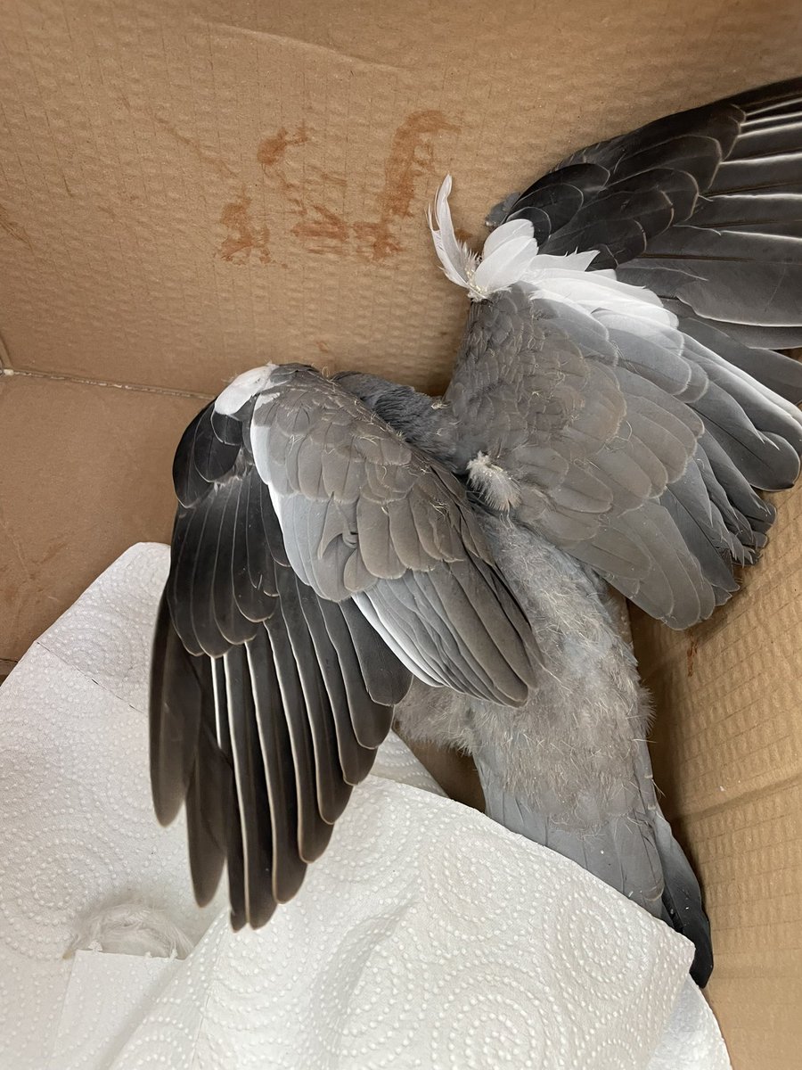 I had a bit of day but as soon as I sat down I got a call to try to catch a badly bleeding very distressed bird. Of course I went & of course I caught him!💪🏽 He’ll get some pain relief now & hope for the best🤞🏽 #AnimalRescue❤️