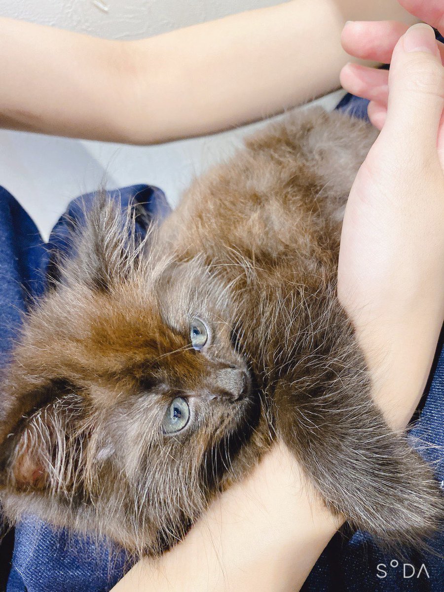 KPerfyume's tweet photo. やっと落ち着いたので
5/12(日)15時半頃にヨルちゃんが虹の橋を渡りました。

3歳11ヶ月という短い命でした。

黒猫Cafeの看板娘として多くの人に可愛がってもらい嬉しい限りでした。

どうにか日常に戻れるように頑張ります。

ヨルちゃんのこと少しでも覚えててくれると嬉しいです。 https://t.co/gVhEreD2jR