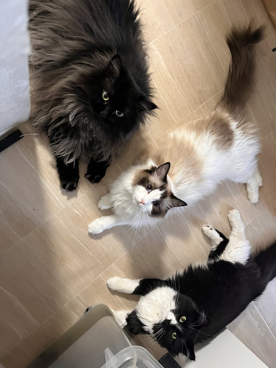 KPerfyume's tweet photo. やっと落ち着いたので
5/12(日)15時半頃にヨルちゃんが虹の橋を渡りました。

3歳11ヶ月という短い命でした。

黒猫Cafeの看板娘として多くの人に可愛がってもらい嬉しい限りでした。

どうにか日常に戻れるように頑張ります。

ヨルちゃんのこと少しでも覚えててくれると嬉しいです。 https://t.co/gVhEreD2jR