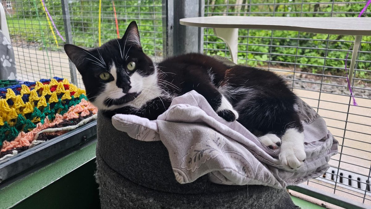 Shey's soft and affectionate nature quickly won the hearts of her carers, so we can't quite believe that she is now the longest-staying resident at Gonsal Farm Animal Centre 😿 Could you turn this sweet girl's luck around? Visit Shey's profile: bit.ly/4dyFGQ8