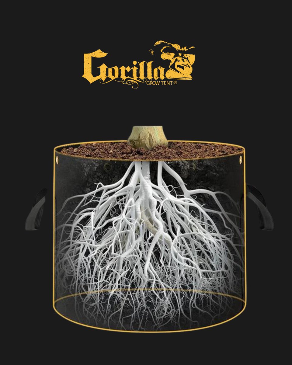 🤔 👉 Did you know? Healthier roots grow in Gorilla Grow Bags! Thanks to superior air pruning and breathability, you can say goodbye to overwatering woes and root rot. Maximize your plant's potential with our new grow bags. #GrowStrong 🪴 Shop Grow Bags: bit.ly/GGTGrowBags