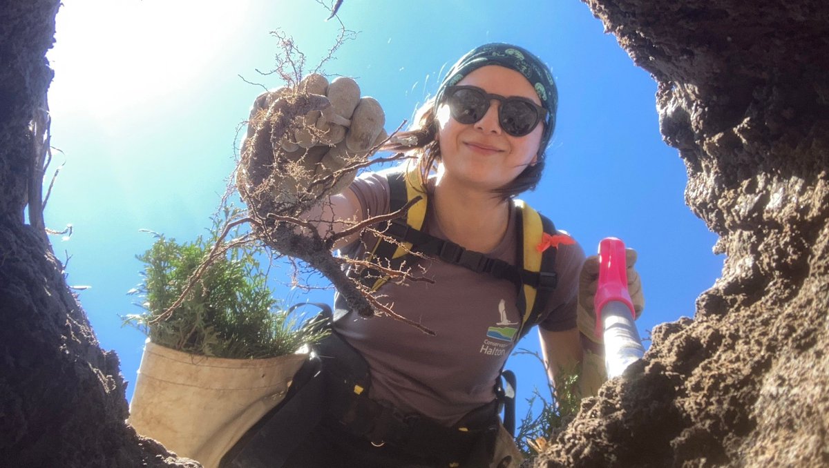 ConservHalton's tweet photo. Spring planting is in full swing at Conservation Halton! 🌱 
We've planted 53,000 #nativetrees and shrubs in 14 sites within our watershed. The seedlings take the place of invasive species removed by staff and help prevent erosion, mitigate flooding, and increase #biodiversity. https://t.co/NWBQ8rGUeI