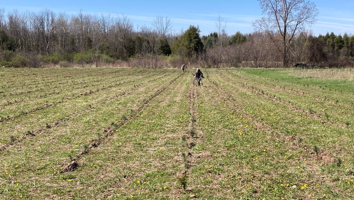 ConservHalton's tweet photo. Spring planting is in full swing at Conservation Halton! 🌱 
We've planted 53,000 #nativetrees and shrubs in 14 sites within our watershed. The seedlings take the place of invasive species removed by staff and help prevent erosion, mitigate flooding, and increase #biodiversity. https://t.co/NWBQ8rGUeI