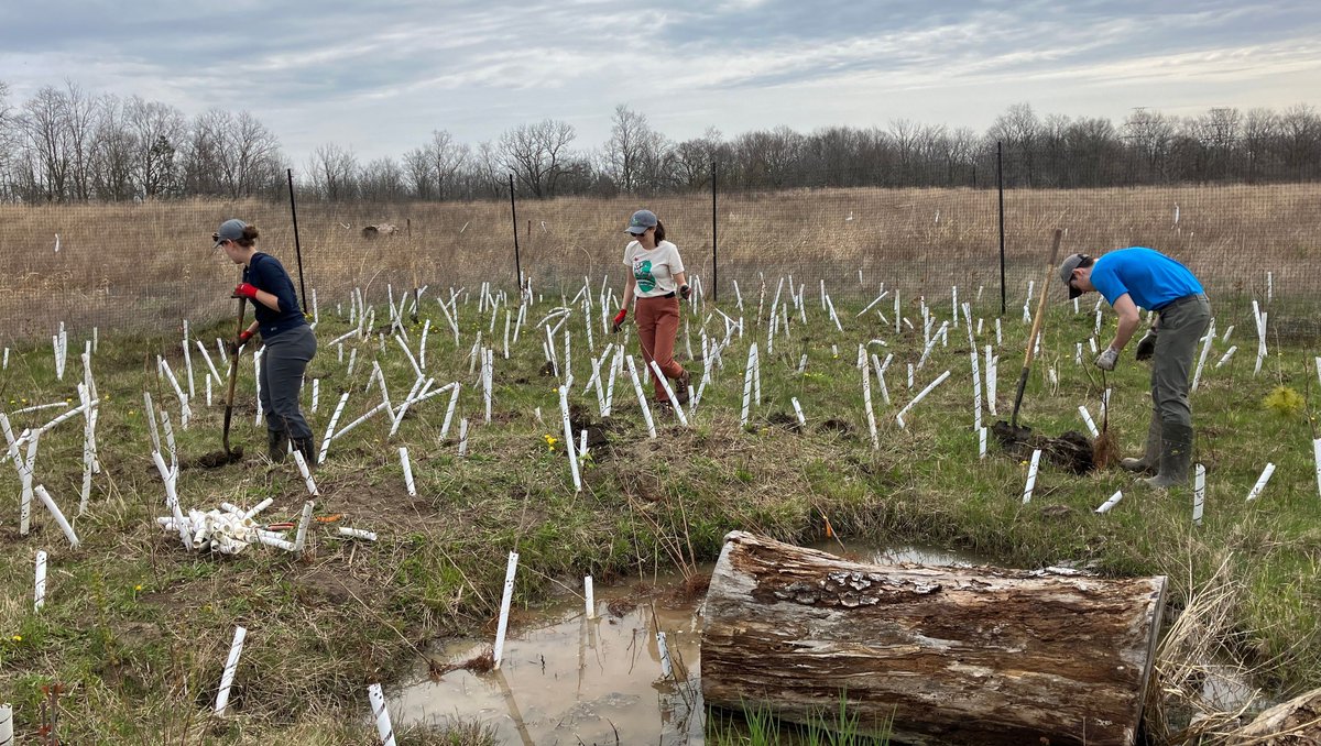 Spring planting is in full swing at Conservation Halton! 🌱 
We've planted 53,000 #nativetrees and shrubs in 14 sites within our watershed. The seedlings take the place of invasive species removed by staff and help prevent erosion, mitigate flooding, and increase #biodiversity.