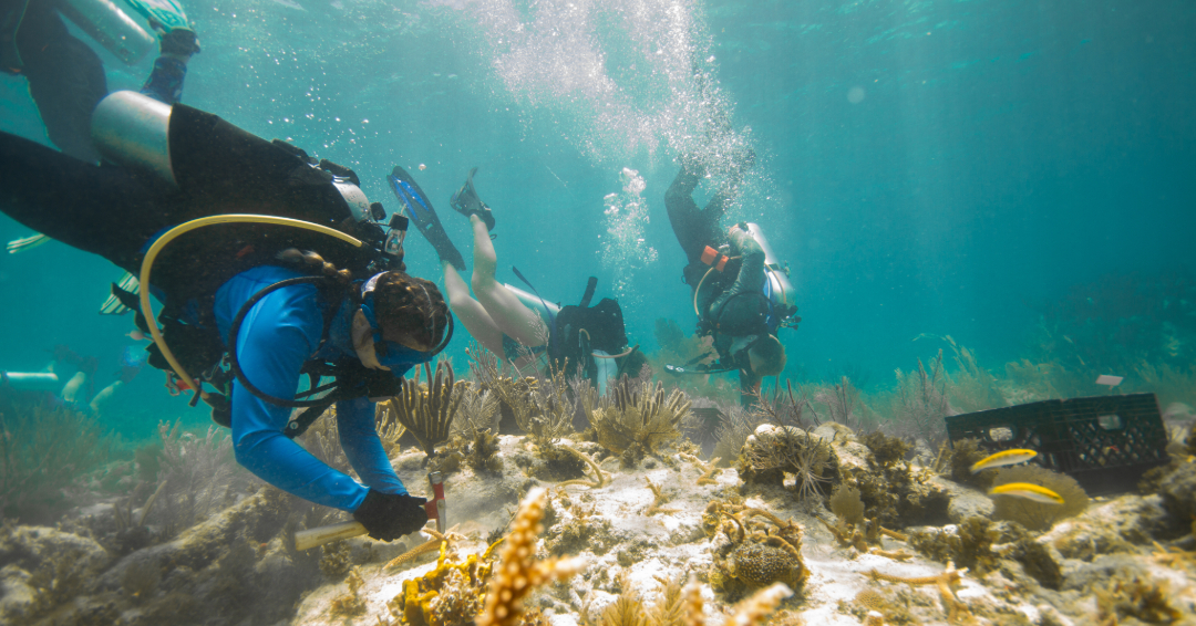 coralcrf's tweet photo. #MeetTheTeamMonday: Meet Katie Hall, our Education Field Associate! From Chesapeake Bay to the Florida Keys, she's turning her passion for the ocean into action. Katie leads in-water dive programs for CRF™ and inspires through education and conservation. #TeamCRF https://t.co/KDVPfupcE1