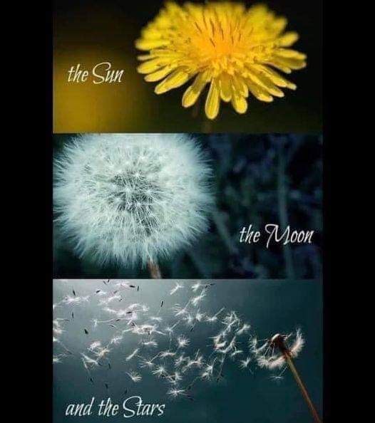 verdejomar's tweet image. “The wisest and noblest teacher is nature itself.”
~ Leonardo da Vinci

#sacredgeometry #patternsinnature #dandelion #taraxacum #geometry #sacredgeometryart