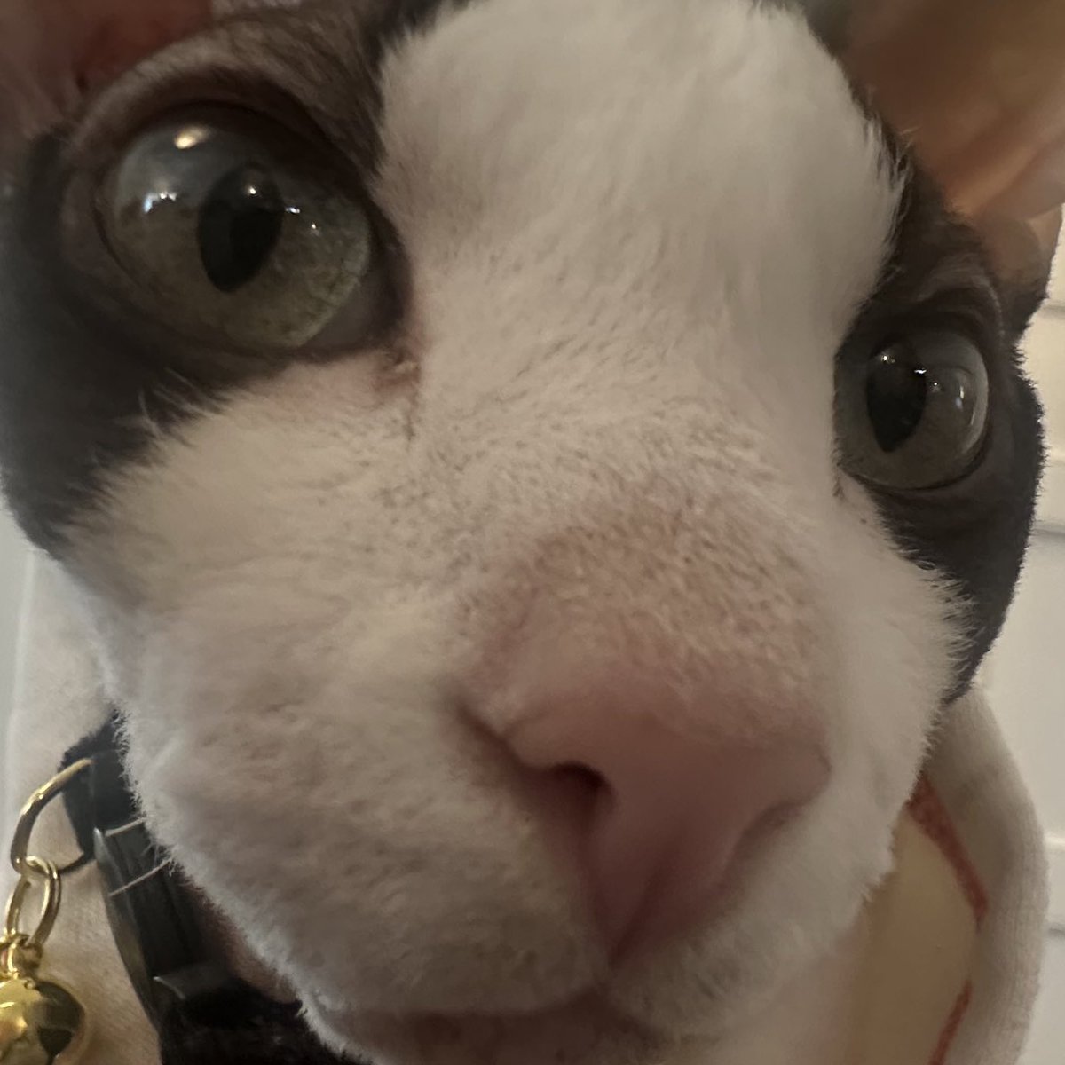 ErynThePixie's tweet photo. @Ranboosaysstuff Stealing this as a reaction image

Too cute omg I love cats! https://t.co/71WVDqcFgW