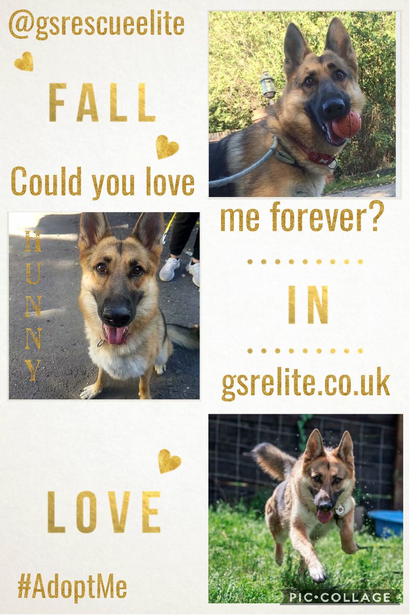 Hunny is on the lookout for a #foreverhome
She's been in kennels for ages😢
Can she chill on your couch? 
Have you got room in your heart & home for her?
She is ready&waitin for you #AdoptDontShop #K9Hour @gsrescueelite gsrelite.co.uk #rehomehour #forgottensoulshour