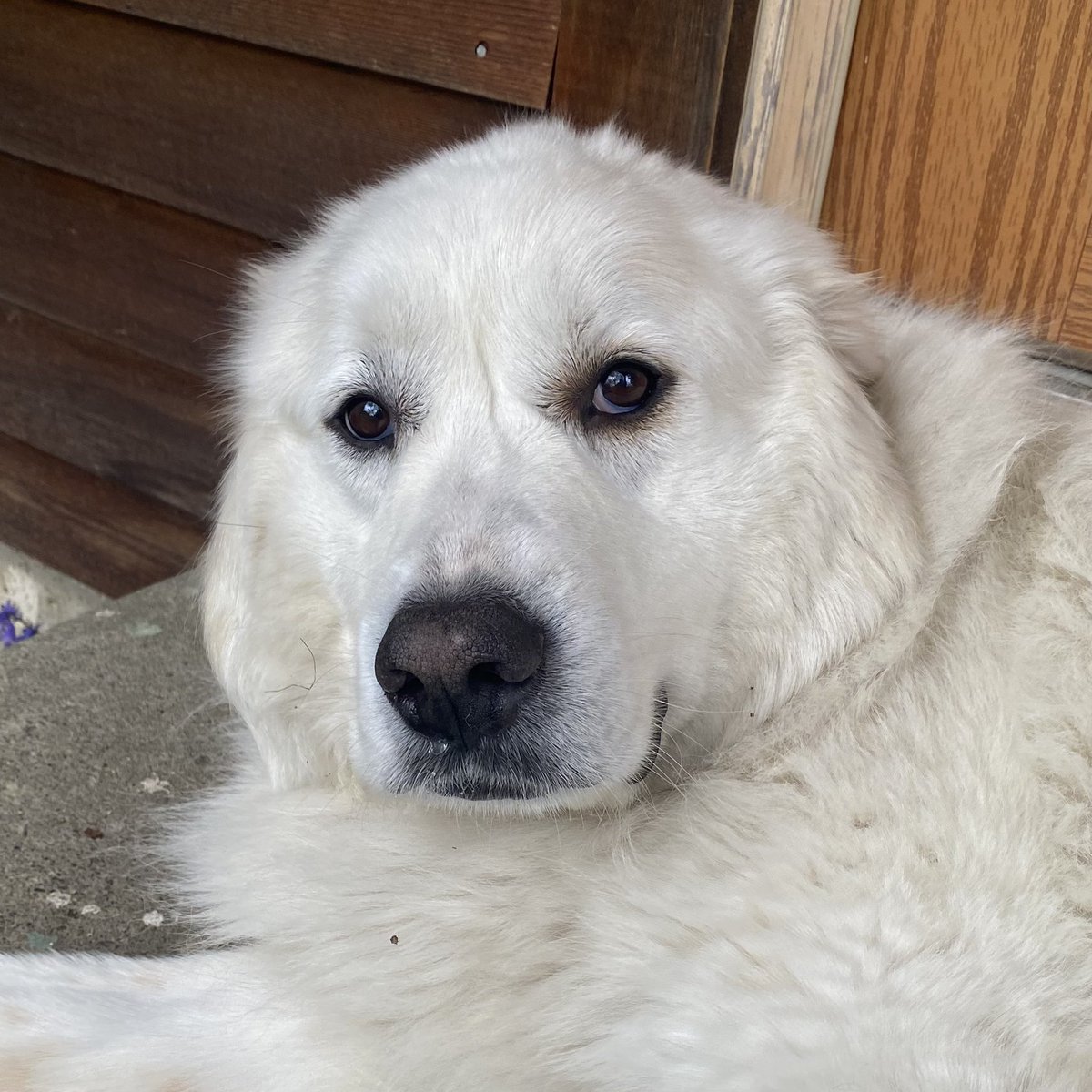 With just a glance Ivory reminds me why I stop to say hello when I see her outside. #dogsofx #dogs @dogcelebration @dogandpuplovers @ok32650586 @JanMcLa96148225