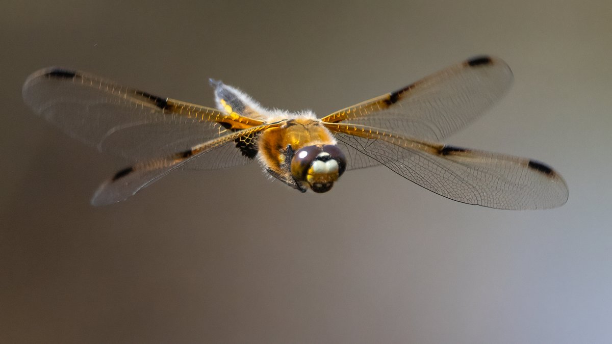 Four-spotted Chaser Wareham Forest, Dorset @BDSdragonflies @DorsetWildlife