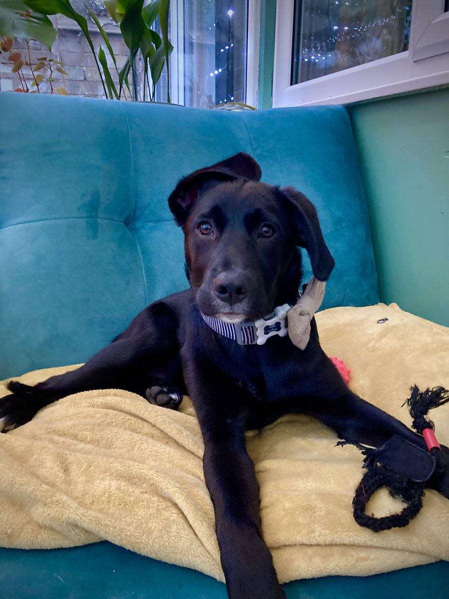 Puppy comb-over 🤣