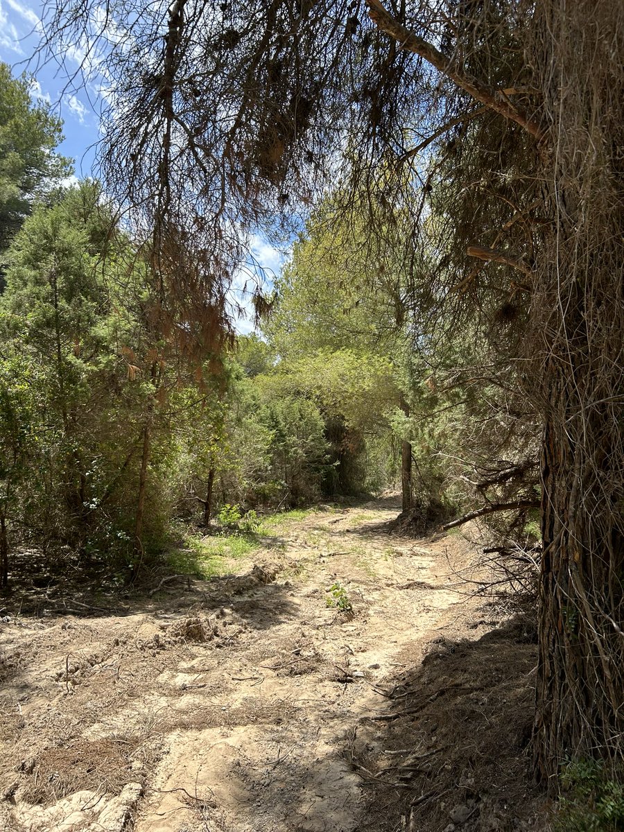 Walking silently through thick woodland. Pictures don’t do justice the feeling of trepidation as I watched every step for snakes. Spotted flycatcher, Serin, Sardinian warbler and then, as if by absolute magic, Woodchat shrike. A goosebumps moment in the midday heat.