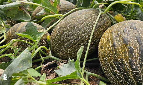 Khalatea's tweet photo. 🆕🆕Llega Bobal ND con el plus de la resistencia a Nueva Delhi🍈
https://t.co/kEEkZL3yiG

🌱@SyngentaES 

👉Paquete completo de resistencias:
✅Nueva Delhi
✅Oídio
✅Pulgón

#agricultura #melon #Almeria