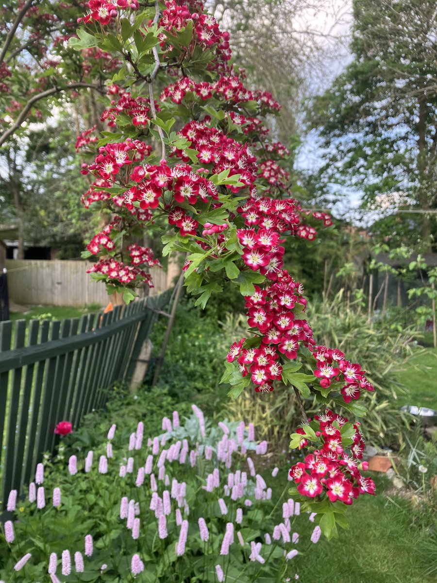 weederwoman's tweet image. #BecauseOfClem #ThreadOfGold #SmallBeautiesHour  if I’m not too late. Hawthorn and bistort in my garden 🌞