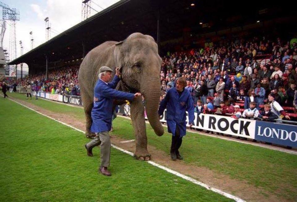 Awaydays23's tweet photo. ON THIS DAY 1995: Wimbledon parade an elephant around the ground before kick off https://t.co/L364SRiD3x