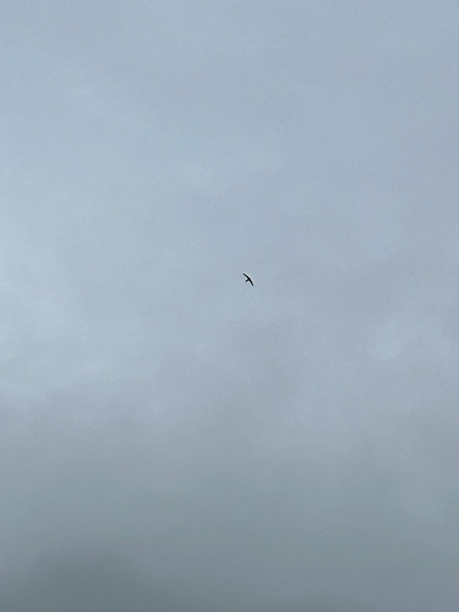 And what was waiting for me as I got home to my garden? More swifts. As if smuggled into my hand luggage and let free. Incredible.