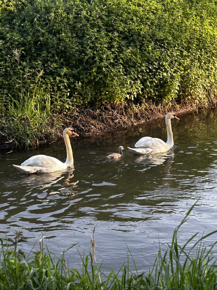 officiallymtr's tweet photo. Evening walk in the sunshine. Lovely. More of this please 🙏 https://t.co/qOmxk4VMei