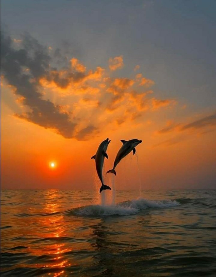 Dancing Dolphins 🐬 🐬 Guys post one shot for more exposure ,the idea is to help people with their photography. Retweet images that you enjoy. NON FOLLOWER shots will not be retweeted . *Follow appreciated. #nature #photography #photographylovers