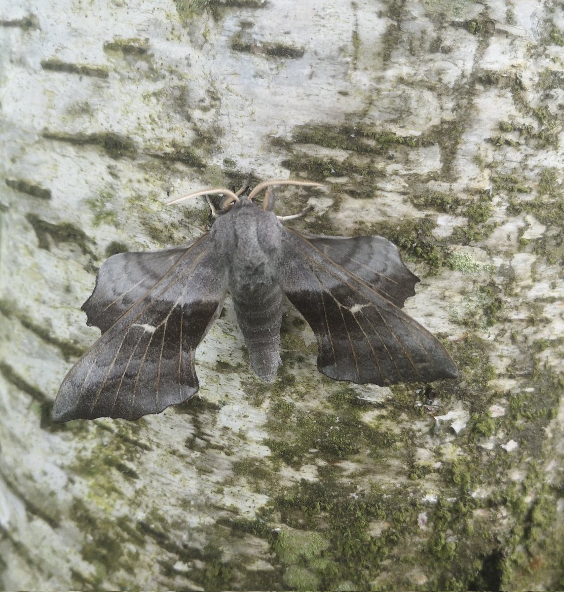 Star of the morning at @YorksWildlife Allerthorpe Common Lime Hawkmoth with his Poplar pals @BC_Yorkshire @ForestryEngland
