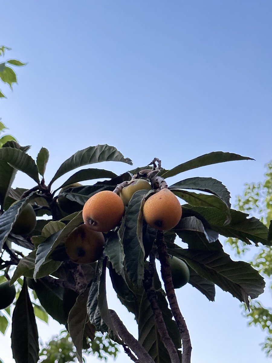 Not 1975 related but look at my loquat  tree how gorgeous and full of fruits