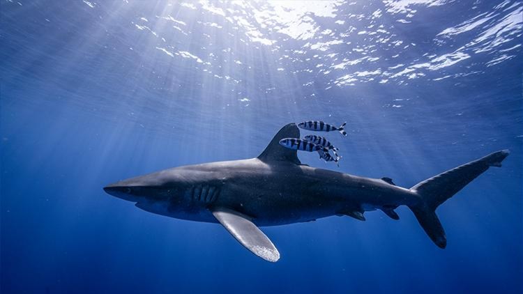 We're seeking public comment on a proposed rule to issue protective regulations under the Endangered Species Act for the conservation of the threatened oceanic whitetip shark. Read about the proposed rule and the species: bit.ly/3K25tCM