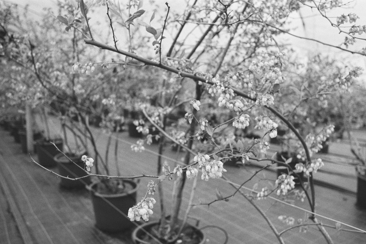 Snapshots from the polytunnels along the road. They're growing blueberries, the blossoms are a pale green, the close-up might have been a bit more contrasty with a green filter.

Camera: Pentax Spotmatic
Lens: 28mm f3.5 SMC Takumar
Film: #IlfordHP5
Dev & Scan: Gulabi of Glasgow