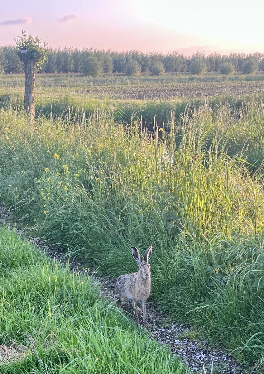 Avondwandeling door de zonovergoten velden van Hoornaar waar een haasje en ik elkaar geruisloos in ogenschouw namen. Stille verwondering overstijgt – al is het maar kort – het gewoel van de wereld.
