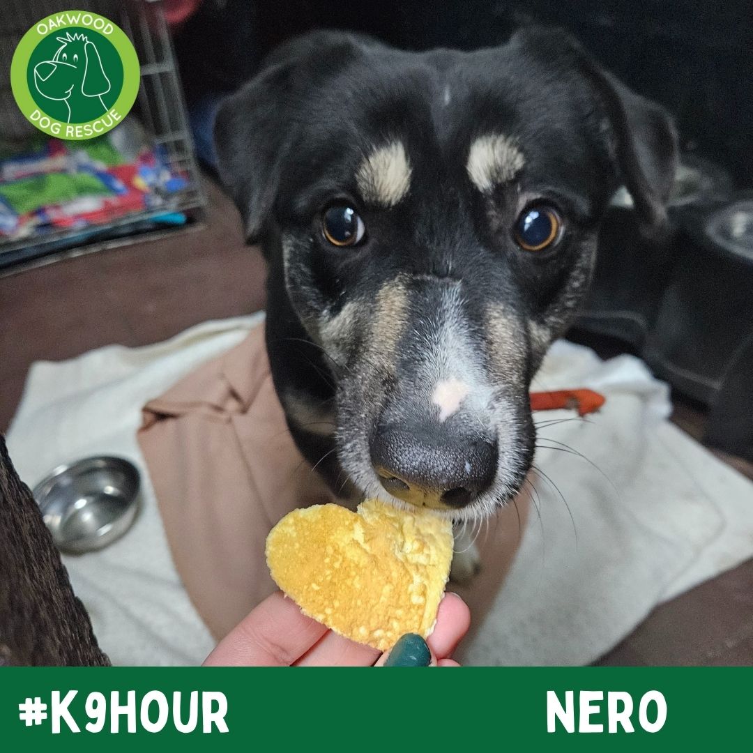 For #k9hour we have Nero looking his best in the hope to find his forever home💚 oakwooddogrescue.co.uk/meetthedogs.ht… #teamzay #AdoptDontShop #RescueDog #dogsoftwittter #adoptdontshop #rescue #dogsoftwitter #rehomehour