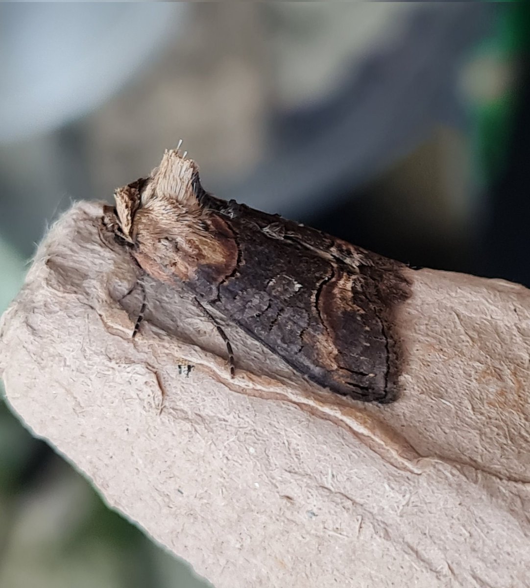 mickey_ratfink's tweet photo. The advantages of entering your records as close to the day as possible...in my bleary-eyed state this morning (alarm at 4.15am) I had written this dark spectacle as a normal spectacle..oops!!
Gwent levels
#mothsmatter #teammoth #vc35 https://t.co/aEkQ2H4hXe