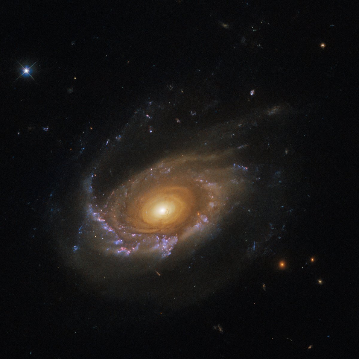 The jellyfish galaxy JW39 hangs serenely in this Hubble image. 

Despite its serene appearance, it is adrift in a ferociously hostile environment: a galaxy cluster. 

(Credit: ESA/Hubble & NASA, M. Gullieuszik and the GASP team)