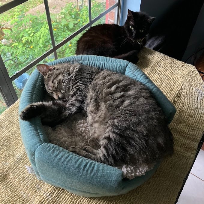 Some of our kitties had the right idea when they heard rain was in the forecast for today😴
#MondayVibes #MondayMotivation #MondayMood