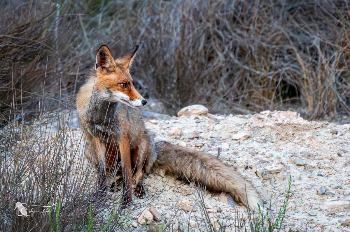 Leven_Met's tweet photo. Vos in de voortuin  #Vos #spanje #Mazarrón #nikon #wildlifephotography https://t.co/SuhBBCWQ5x