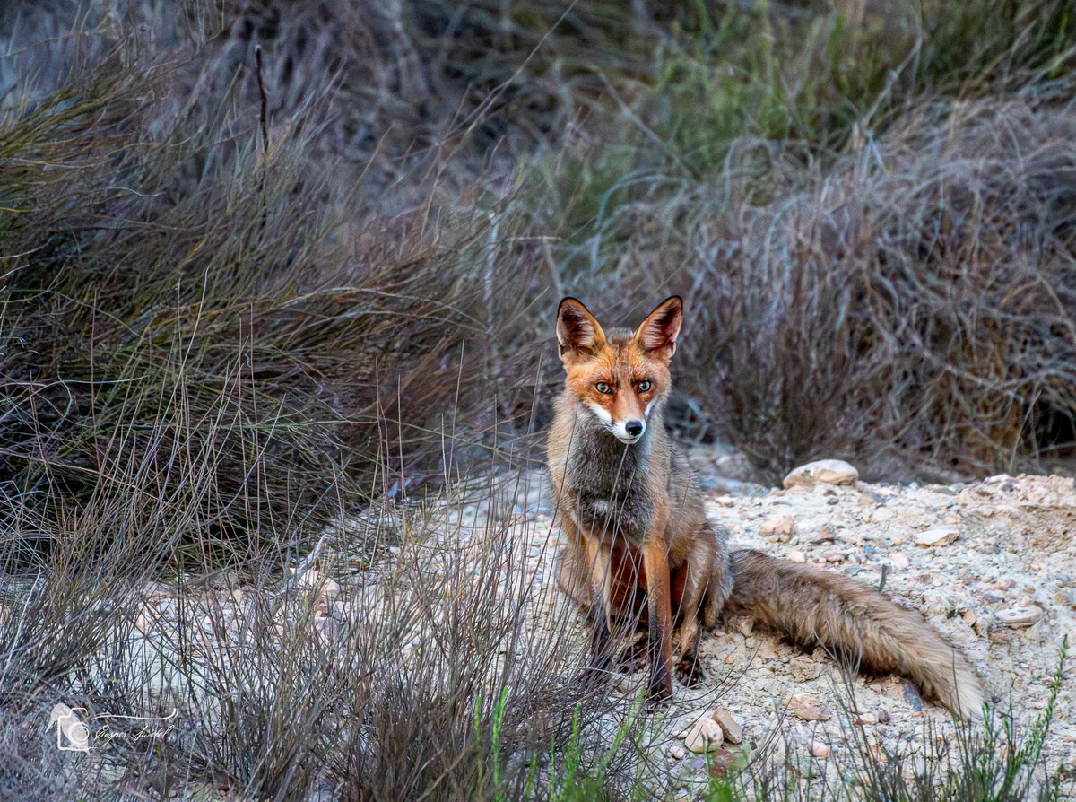 Leven_Met's tweet photo. Vos in de voortuin  #Vos #spanje #Mazarrón #nikon #wildlifephotography https://t.co/SuhBBCWQ5x