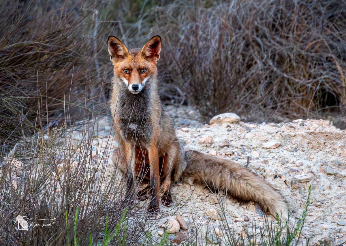 Vos in de voortuin  #Vos #spanje #Mazarrón #nikon #wildlifephotography