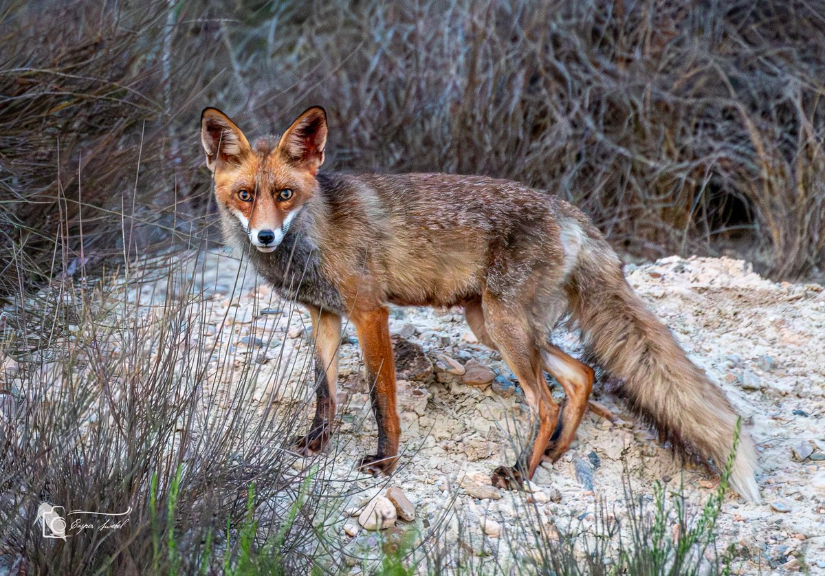 Leven_Met's tweet photo. Vos in de voortuin  #Vos #spanje #Mazarrón #nikon #wildlifephotography https://t.co/SuhBBCWQ5x