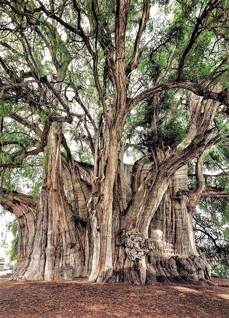 Night Thoughts The tree of Tule in Oaxaca, Mexico, is the tree with the largest trunk diameter in the world. It has a circumference of almost 60 meters and a height of 42 meters. The approximate age is 2,000 years.💚🌲☘️🌿🌱🌳🍀💚