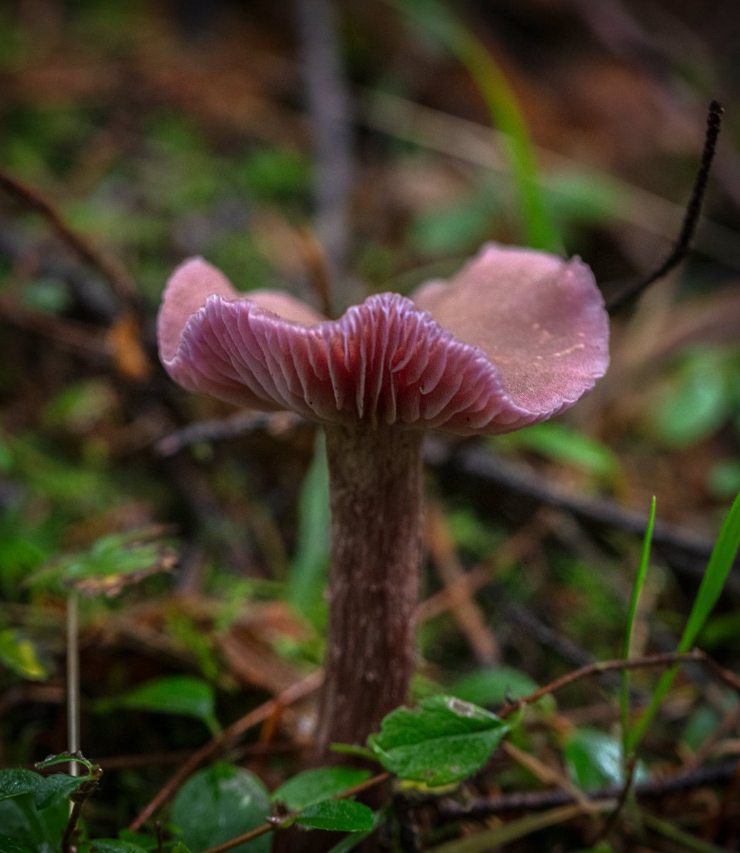 Happy #MushroomMonday – It's a girl! 🩷🍄🩷
#mushrooms #fungi #foraging #macro