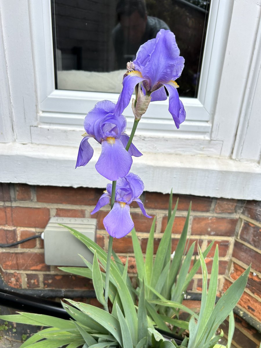 May is a great month to leave your garden behind for a week. I came home to massive peonies, iris, California poppy in yellow and orange, black elder about to explode, columbine. The path is disappearing gloriously.