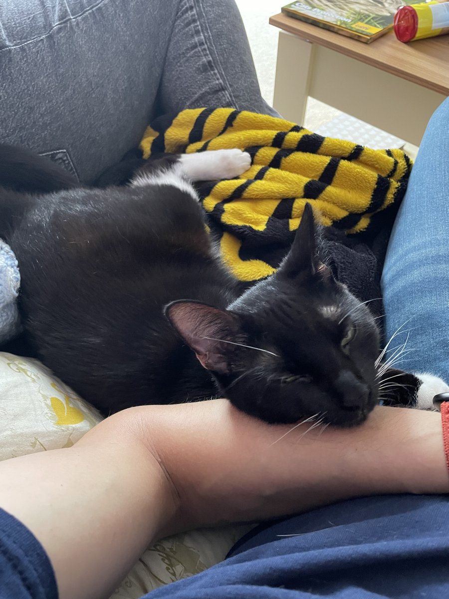 Adopted this beautiful little lady today from @CatsProtection today, 
She’s just settled right in right away. 
She’s landed right on her paws.
Such a sweet affectionate soul.
#CatsProtection #AdoptDontShop
