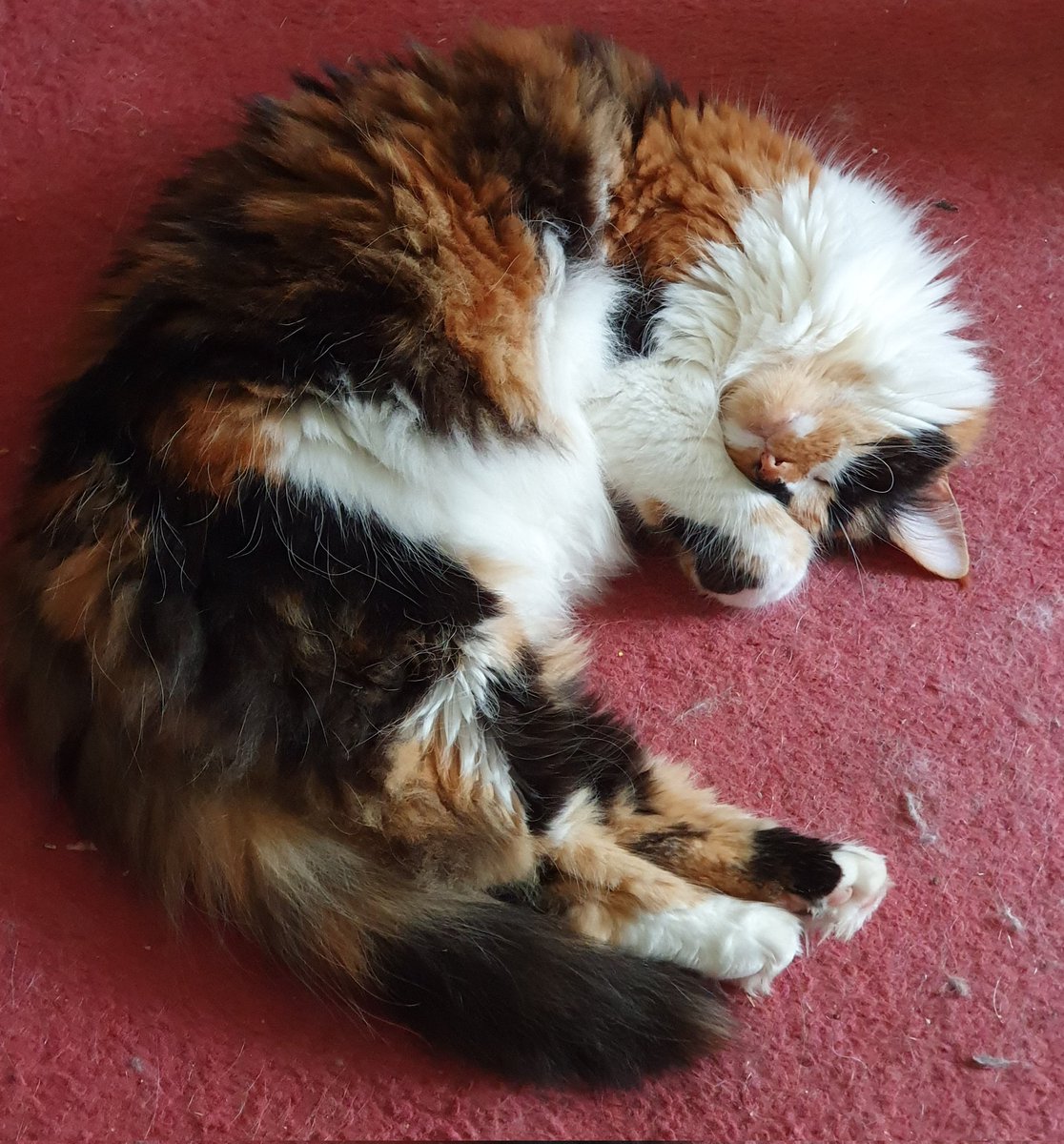 Happy birthday to Missy.  14 today 🥳
<a href="/planetpakua/">𝓖𝓪𝔂 𝓜𝓪𝓻𝓽𝓲𝓷𝓪 🕉 🐲 🐅🇺🇦 🚀🧑‍🚀</a> <a href="/kat3796/">Saint Kat & Gibbs 🇬🇧 🇺🇦</a> <a href="/littlekatmom/">Marsha😻</a> <a href="/Miss_1999/">Christy Rach</a> <a href="/TiffyLaw3/">𝓣𝓲𝓯𝓯𝔂</a> <a href="/BlaineRincon/">Blaine Rincon</a> <a href="/KierstenWarren/">Kiersten Warren</a> <a href="/LouDPhillips/">Lou Diamond Phillips</a>