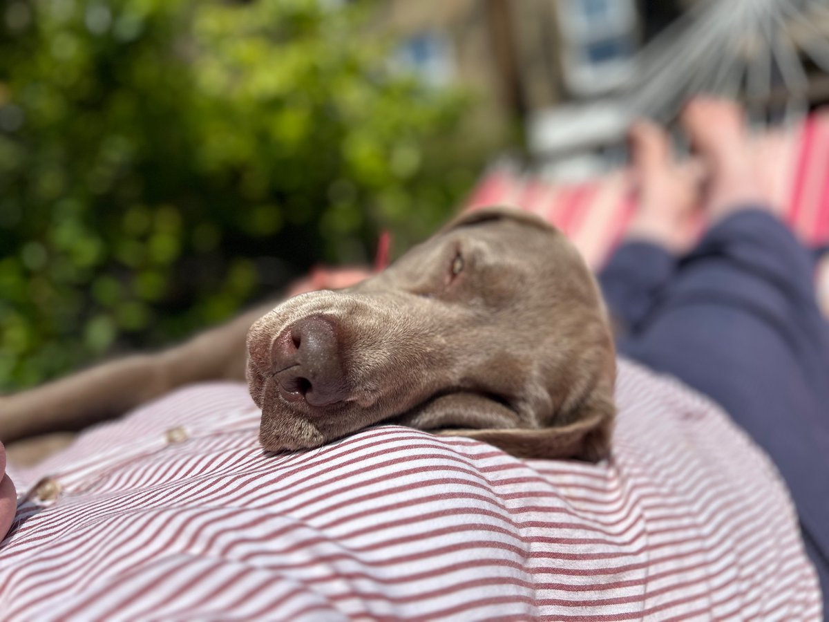 Finally managed to teach the dog to get on the hammock without injuring us both!