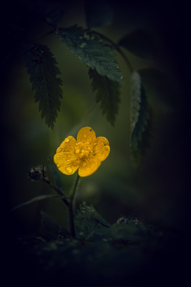 Peter05475388's tweet photo. Iskerník prudký (Ranunculus acris) pozor je to jedovatá rastlina. 📷🌱🤪

#nature #springflowers  #bokeh 

@LumixUSA
@Lightroom
👉https://t.co/1fSTXnixkQ👈 https://t.co/5VcLPmJVJf