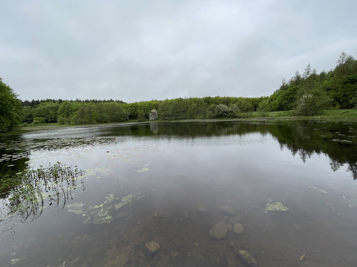 MacGiollaBhainM's tweet photo. #200daysofwalking
#100daysofwalking
 #500daysofwalking
 Wet for most of day 134 (499) but the rain held off for the evening walk https://t.co/ZSHqXMjIMU