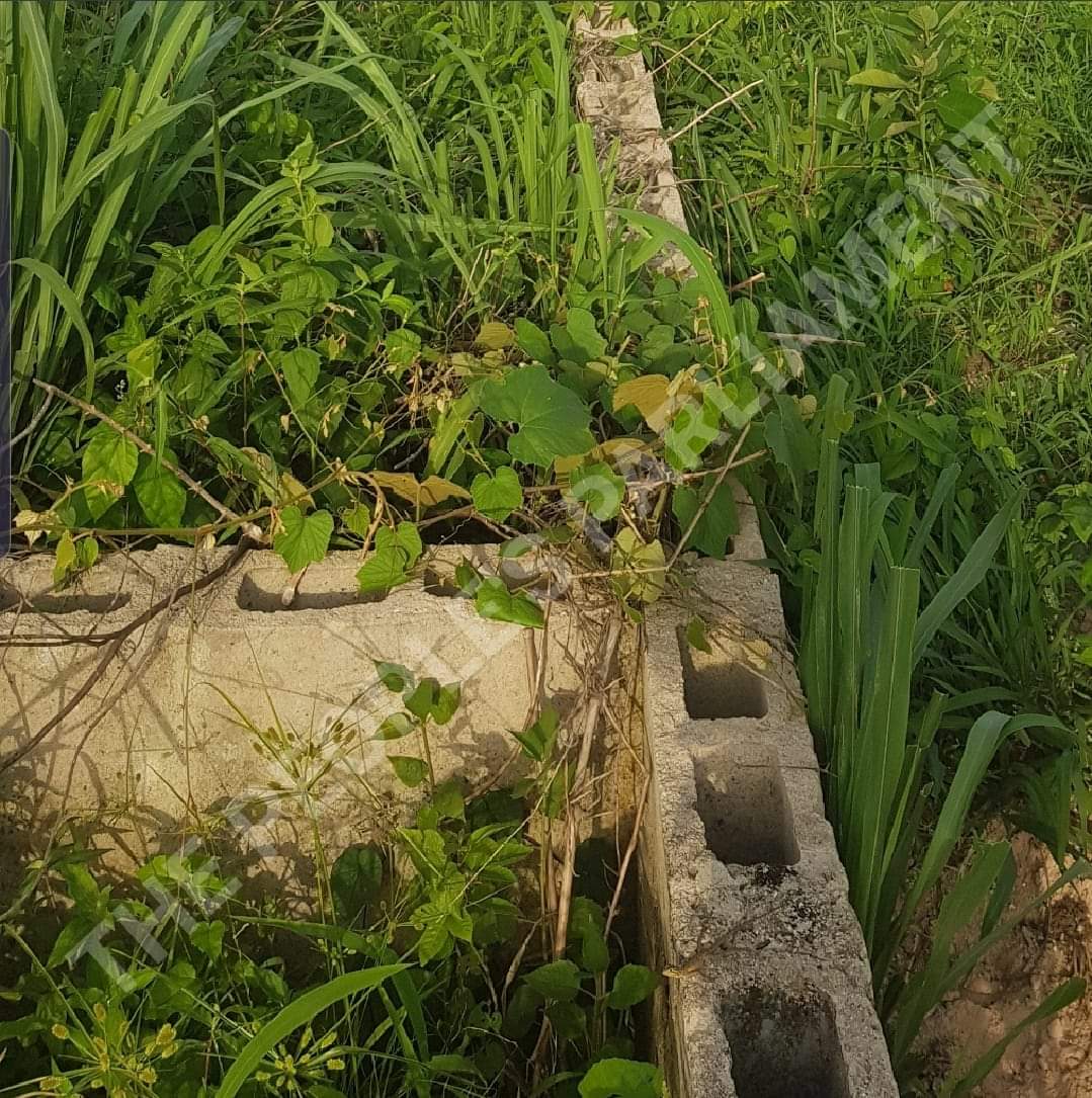 Pls help me, Lawyer don do me wayo 

I have a pr0perty in Epe and i called a lawyer to help me pr0cess the C of O. 

Atanda, my C of O was ready last week and the lawyer br0ught Agricultural C of O for me. 

Atanda,  i no be farmer and na h0use i build, which one c0me be