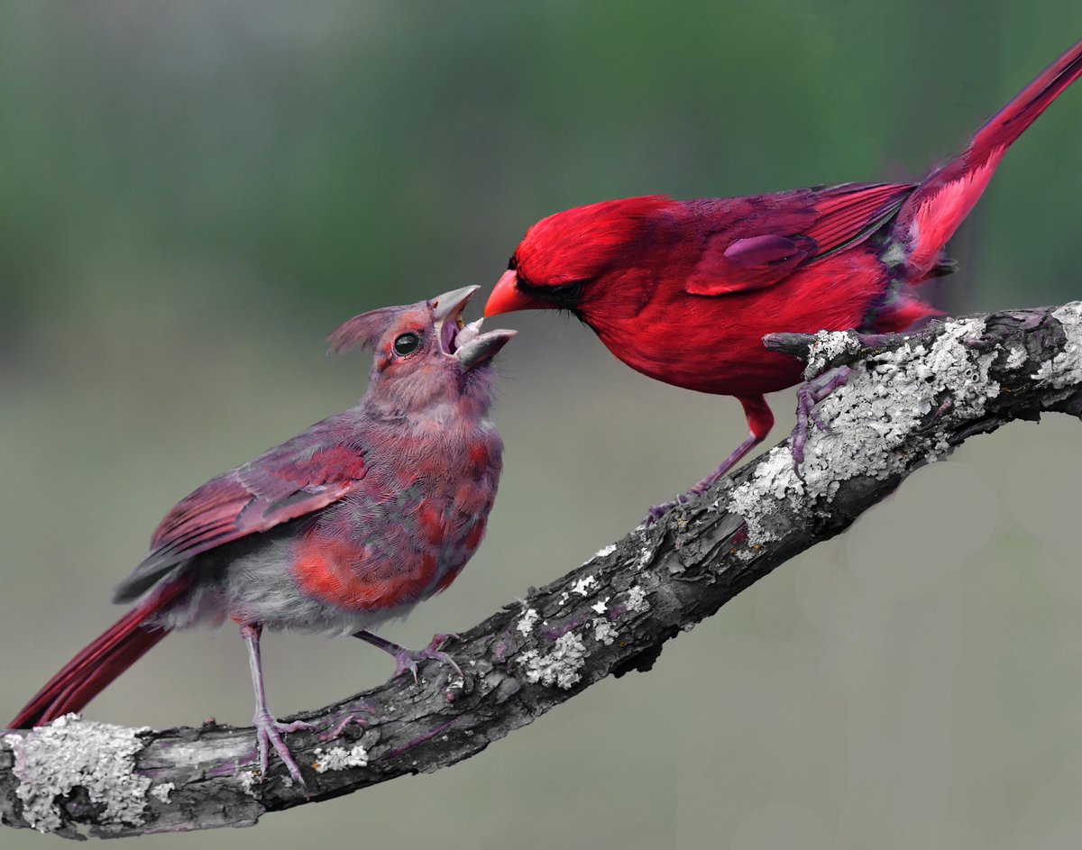 #TwitterNatureCommunity #naturephotography #birdphotography #twitterphotography #wildbirdphotography #nikonphotography #beautifulbirds #cardinals #oklahoma