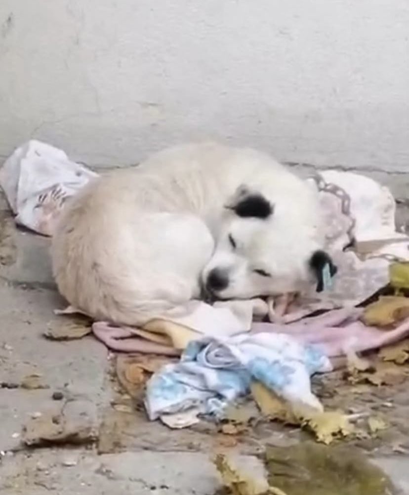 Badiko_'s tweet photo. İstanbul/ Bahçelievler.Daha minicik, erkek/kısır, 3 yaşlarında ve 10 kg var yok. Her zamanki gibi sokağa terk edilmiş, kimse istemiyor. Kapladığı yere baksanıza, nereye gitsin, ne yapsın? 🥹Acilen geçici /kalıcı yuva aranıyor https://t.co/XZN27C2QS0