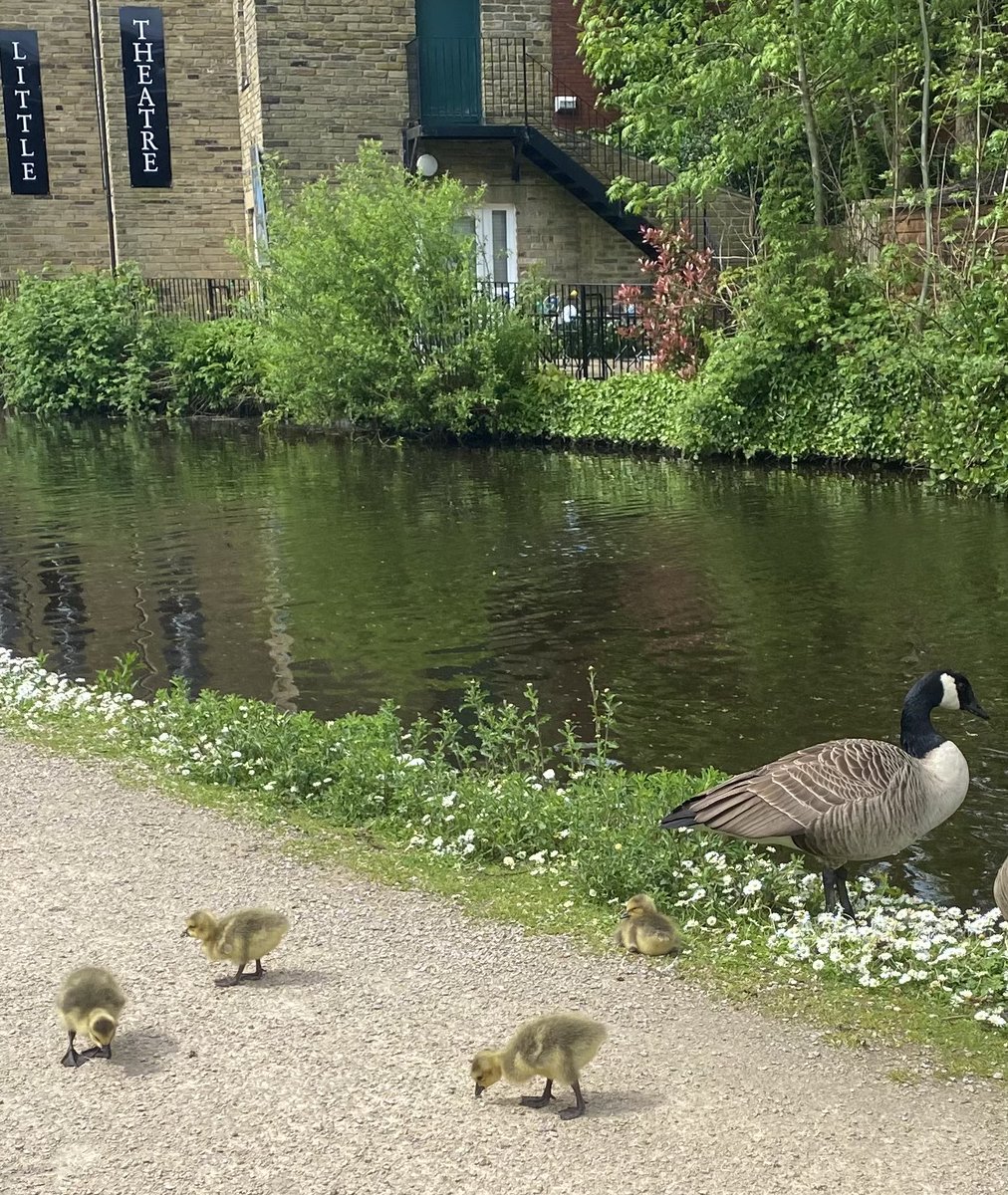 Lunchtime walk on the canal towpath today  🥰
#HebdenBridge
